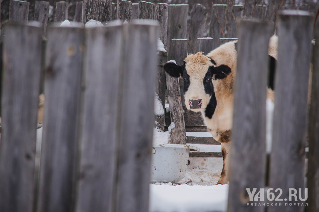 Фото 2 Последние коровы в Мимишкине.JPG