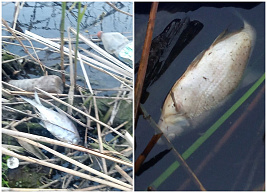 Рязанец сообщил о гибели рыбы в реке Листвянке