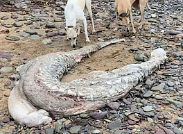 На пляже в Ирландии нашли странное существо, похожее на кучу плоти